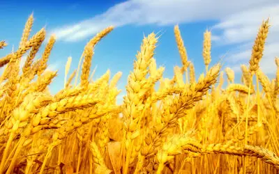 برگزاری جشنواره استانی عکس "خوشه‌های طلایی" در هشترود