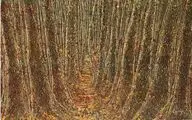 Arbor Day inspires talks with painter Manouchehr Niazi on his Trees series