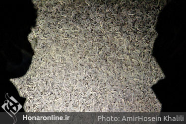 نمایشگاه آثار شادی طلایی در گالری شیرین