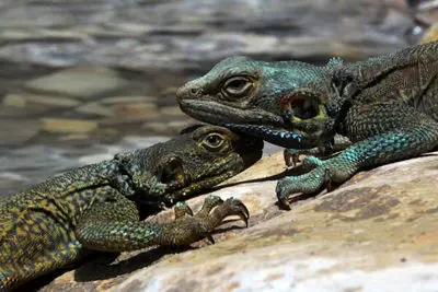 Iranian "The Hunter" to vie at Canadian HECFF
