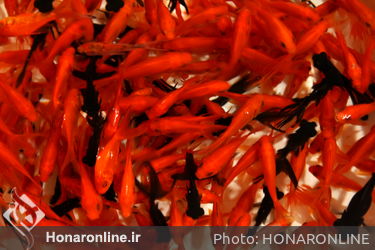 حال و هوای شهر در روزهای پایانی سال