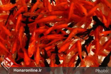 حال و هوای شهر در روزهای پایانی سال