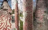 Land art in Tehran park mistaken for talismans