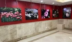 ضیافت رنگ و بهار در قاب تصویر