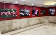 ضیافت رنگ و بهار در قاب تصویر