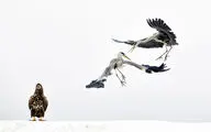 بهترین تصاویر نشنال جئوگرافیک در سال 2017
