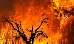 واکنش علیرضا قربانی به سوختن جنگل‌های هیرکانی/درختان همه دود پیچان به تاراج باد