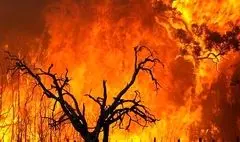 واکنش علیرضا قربانی به سوختن جنگل‌های هیرکانی/درختان همه دود پیچان به تاراج باد