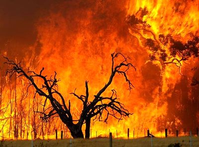 واکنش علیرضا قربانی به سوختن جنگل‌های هیرکانی/درختان همه دود پیچان به تاراج باد