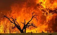 واکنش علیرضا قربانی به سوختن جنگل‌های هیرکانی/درختان همه دود پیچان به تاراج باد