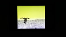 Poetic Botany – A Video Art Exhibition