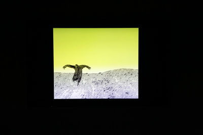 Poetic Botany – A Video Art Exhibition
