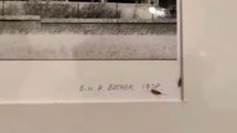 Insects on Hilla Becher photo at Tehran museum cause media frenzy