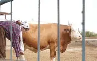 «چرخه‌ نهم» به مرحله تدوین رسید