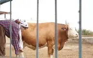 «چرخه‌ نهم» به مرحله تدوین رسید