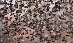 برترین عکس‌های جایزه آدوبون را اینجا ببینید