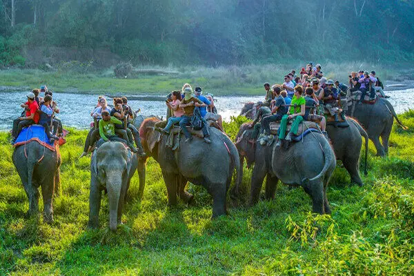 Elephant Safari Wins DIGIPIX Gold Award in India