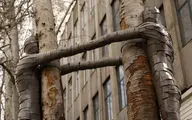 اجرای ۳۳ اثر هنری روی درختان خشکیده تهران