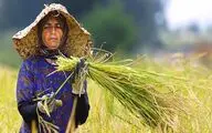 معرفی فیلم‌های راه‌یافته به بخش 