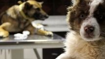 Documentary on stray animals