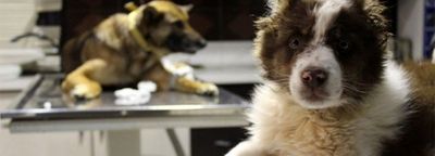 Documentary on stray animals