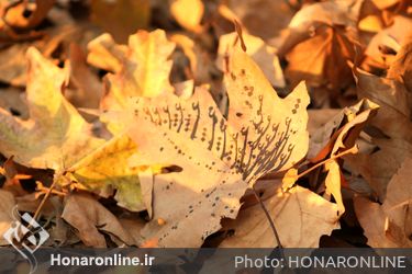 جشنواره "پائیز - برگ" در میدان مشق باغ ملی تهران 