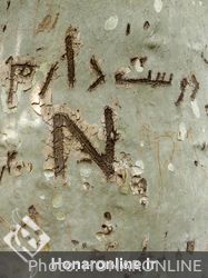 وندالیسم و یادگاری نویسی روی درختان مجموعه تاریخی کاخ موزه نیاوران