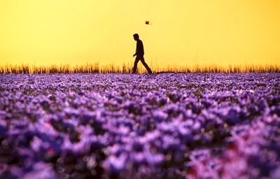 “Saffron Land” by Hadi Dehqanpur wins FIAP Gold Medal at Pamir photography salon