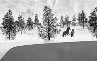 ناگهان آغاز، ناگهان پایان... / نگاهی به فیلم 