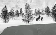 ناگهان آغاز، ناگهان پایان... / نگاهی به فیلم 