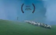 حضور فیلم کوتاه «گوسفند» در جشنواره «برنو ۱۶» جمهوری چک