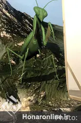 نمایشگاه آثار آیسا رشید در گالری اُ