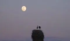 «خانه‌ای برای لک‌لک‌ها» آماده نمایش شد