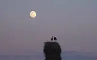 «خانه‌ای برای لک‌لک‌ها» آماده نمایش شد