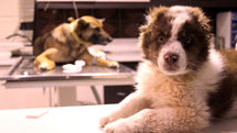 Ethnocineca festival to premiere Iranian Pets Club
