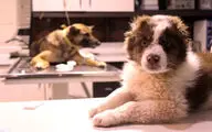 Ethnocineca festival to premiere Iranian Pets Club