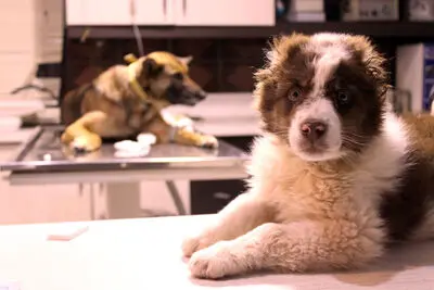 Ethnocineca festival to premiere Iranian Pets Club