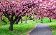 بهار 97 با سعدی شیرازی