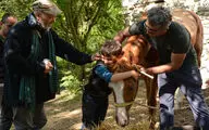 “The End of Dreams” receives nomination at APSA 