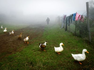 Iranian photographers top at Victor Polynsky Awards