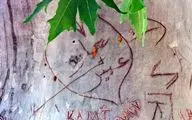 وقتی طبیعت را دوست نداریم! / یادگاری‌نویسی روی درختان یک محیط فرهنگی
