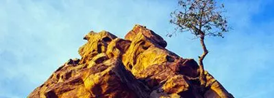 Striking shots of trees and sky
