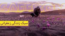 “Saffron Based Lifestyle”, “Shoe” honored at Ukraine Happy Future Scripts Film Festival