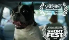 رقابت فیلم کوتاه «گوسفند» در جشنواره‌های آمریکایی و انگلیسی