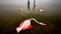 Mehdi Mohebbipur named Environmental Photographer of the Year 2022
