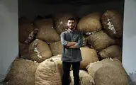پنبه خلال 30 میلیون تومانی در گالری ویستا / روایت جامعه‌شناختی یک هنرمند از یک زراعت رو به نابودی