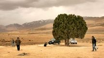 مهدی شادی‌زاده: تک‌درخت به نام عباس کیارستمی ثبت می‌شود / ساخت و نصب مجسمه کیارستمی در زیر تک‌درخت