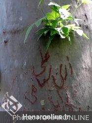 وندالیسم و یادگاری نویسی روی درختان مجموعه تاریخی کاخ موزه نیاوران