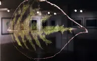 نمایشگاه عکس آرمان مولوی در گالری سیحون 2
