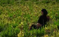 یک جایزه و یک حضور برای مستند «مرثیه‌ای برای ایل» 